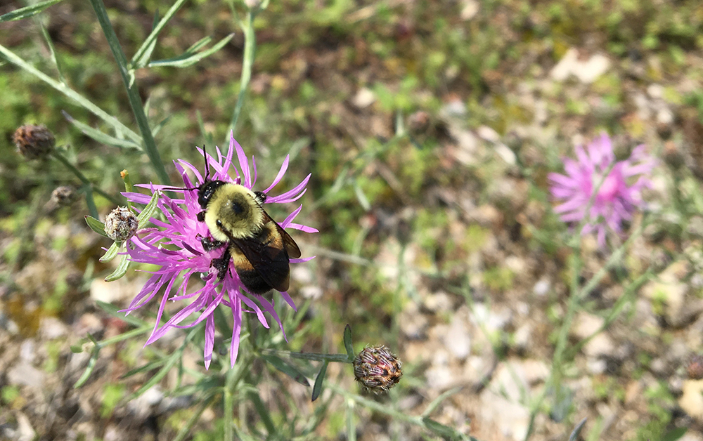 brown belted bumble bee