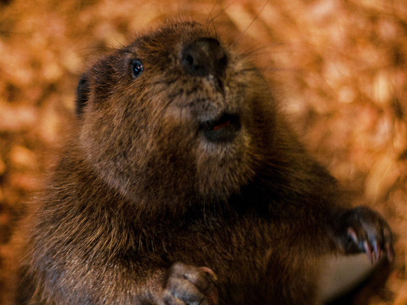kash beaver