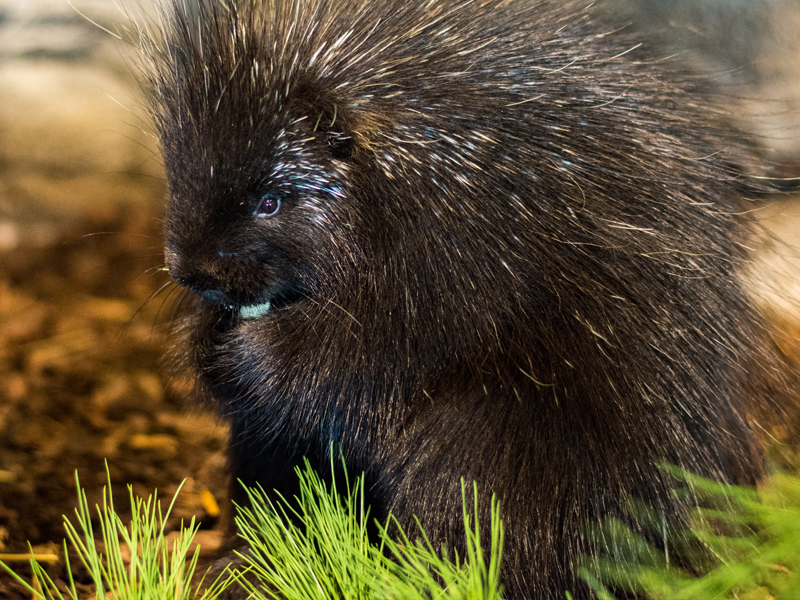maple porcupine