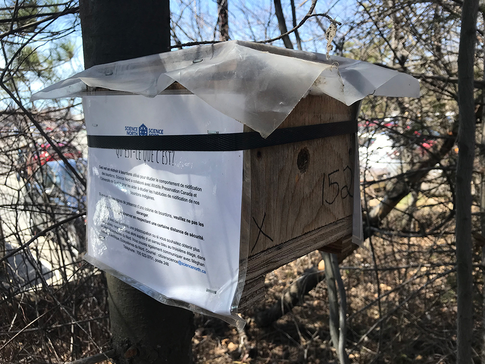 citizen science bee box