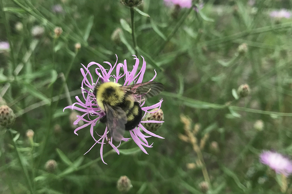 Bourdon à deux taches 