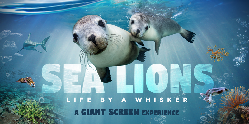 sea lions life by a whisker imax
