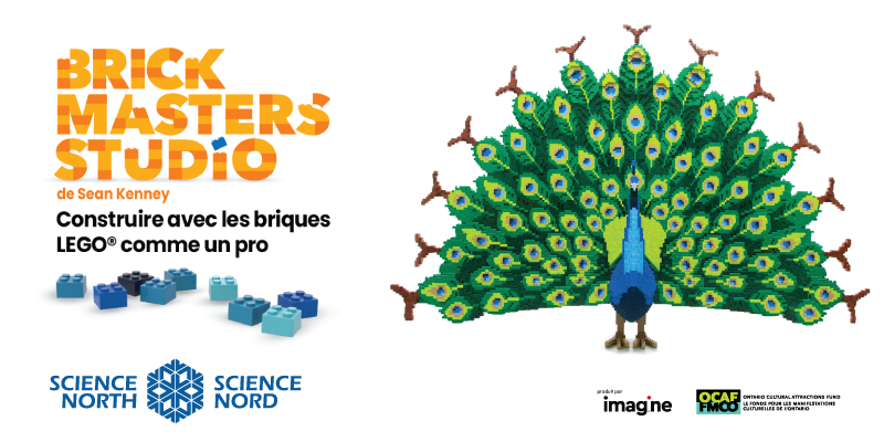 photo d'un paon en lego à côté de briques lego