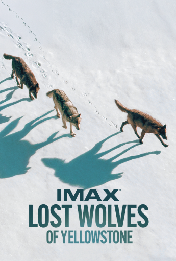 Three wolves run across a snowy landscape seen from above, casting long shadows, with the title “IMAX Lost Wolves of Yellowstone.”