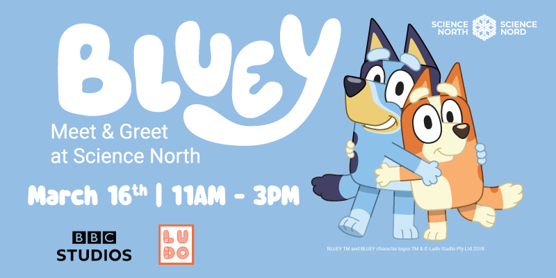 Light blue promotional banner for a “Bluey” event at Science North. On the left, the word “BLUEY” appears in very large, white, bubbly letters. Below it in smaller white text: “Meet & Greet at Science North”. Beneath that, in bold, rounded white lettering: “March 16th | 11AM – 3PM”. On the right side, the cartoon characters Bluey (blue dog) and Bingo (orange dog) stand smiling and hugging; Bluey’s arm wraps around Bingo’s shoulders, and Bingo leans in happily. In the top-right corner are two white Science North logos (wordmark with a snowflake/starburst icon). Along the bottom-left are the BBC Studios logo and the Ludo Studio logo. A small copyright line sits near the bottom-right edge.