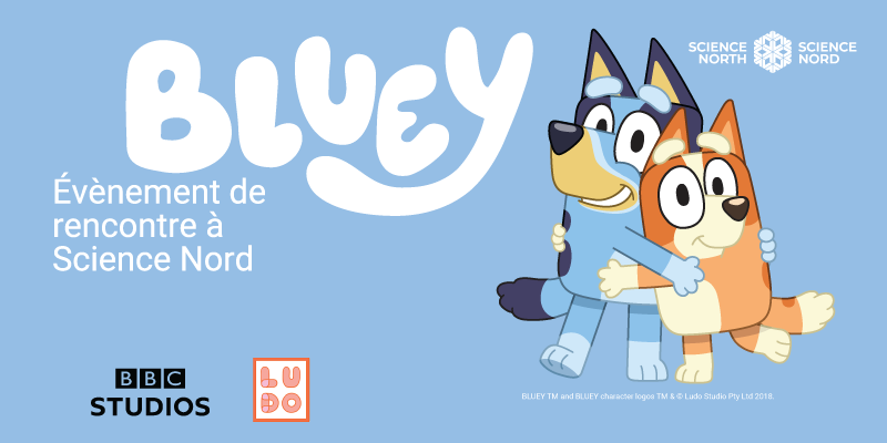 Bannière promotionnelle bleu clair pour un événement « Bluey » à Science Nord. À gauche, le mot « BLUEY » apparaît en très grosses lettres blanches et bouillonnantes. En dessous, en lettres blanches plus petites : « Rencontre à Science Nord ». En dessous, en lettres blanches arrondies et en gras : « 4 avril | 11 h – 15 h ». À droite, les personnages de dessins animés Bluey (chien bleu) et Bingo (chien orange) se tiennent debout, souriants et enlacés ; Bluey passe son bras autour des épaules de Bingo, qui se penche joyeusement vers lui. Dans le coin supérieur droit se trouvent deux logos blancs de Science Nord (mot-symbole avec une icône en forme de flocon de neige/étoile). En bas à gauche se trouvent le logo de BBC Studios et celui de Ludo Studio. Une petite ligne de copyright se trouve près du bord inférieur droit.