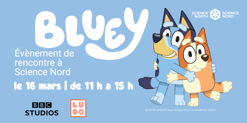Bannière promotionnelle bleu clair pour un événement « Bluey » à Science Nord. À gauche, le mot « BLUEY » apparaît en très grosses lettres blanches et bouillonnantes. En dessous, en lettres blanches plus petites : « Rencontre à Science Nord ». En dessous, en lettres blanches arrondies et en gras : « 16 mars | 11 h – 15 h ». À droite, les personnages de dessins animés Bluey (chien bleu) et Bingo (chien orange) se tiennent debout, souriants et enlacés ; Bluey passe son bras autour des épaules de Bingo, qui se penche joyeusement vers lui. Dans le coin supérieur droit se trouvent deux logos blancs de Science Nord (mot-symbole avec une icône en forme de flocon de neige/étoile). En bas à gauche se trouvent le logo de BBC Studios et celui de Ludo Studio. Une petite ligne de copyright se trouve près du bord inférieur droit.