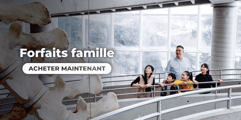 Graphique promotionnel des forfaits famille montrant un groupe de visiteurs observant une grande exposition à l’intérieur de Science Nord, avec le texte « Forfaits famille » et un bouton « Acheter maintenant » superposés à l’image.