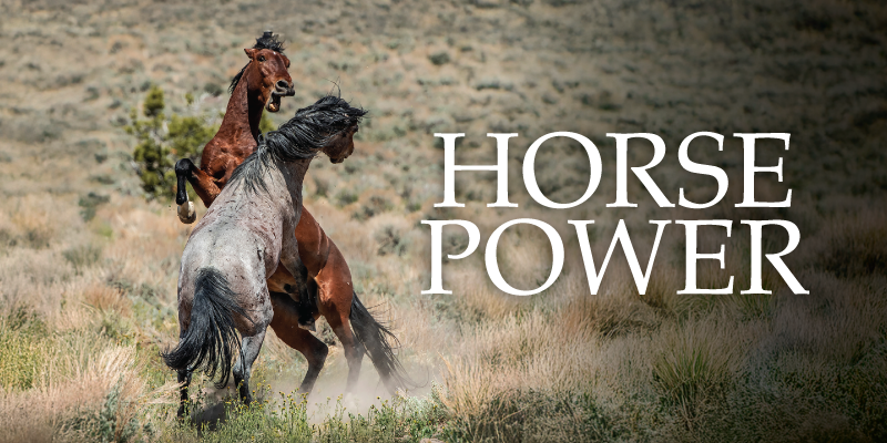 Two horses rear up and spar in a grassy field, kicking up dust, with the words “HORSE POWER” overlaid.