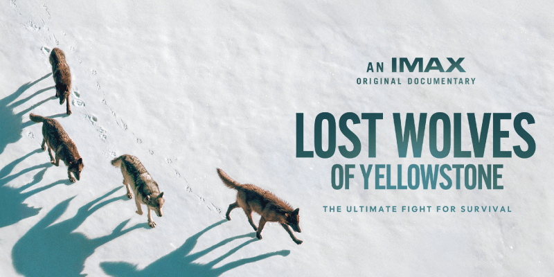 Three wolves run across a snowy landscape seen from above, casting long shadows, with the title “IMAX Lost Wolves of Yellowstone.”