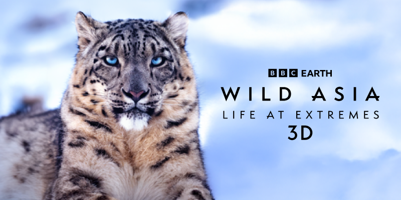 Close-up of a snow leopard in a snowy landscape, with the text “BBC Earth Wild Asia: Life at Extremes.”
