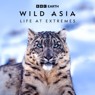 Image promotionnelle pour « Wild Asia : Life at Extremes » de BBC Earth, montrant un gros plan d’un léopard des neiges aux yeux bleu pâle, reposant dans un paysage montagneux enneigé. Le logo de BBC Earth apparaît en haut de l’image, ainsi que le titre « Wild Asia : Life at Extremes » au-dessus de l’animal.