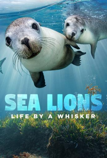sea lions life by a whisker