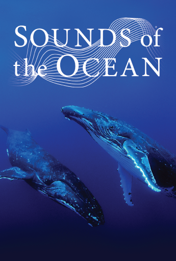 sounds of the ocean movie poster