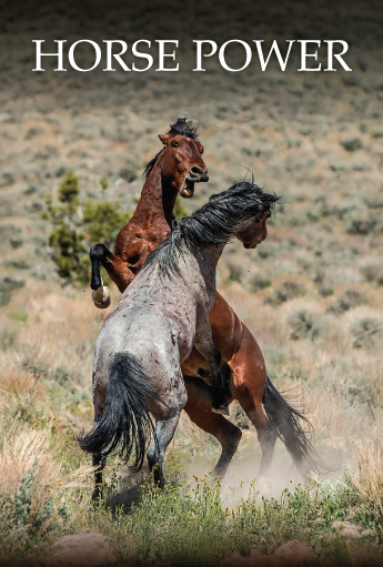 Two horses rear up and spar in a grassy field, kicking up dust, with the words “HORSE POWER” overlaid.