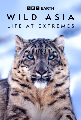 Close-up of a snow leopard in a snowy landscape, with the text “BBC Earth Wild Asia: Life at Extremes.”
