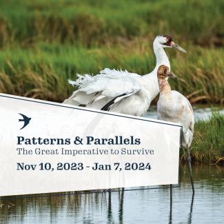 patterns and parallels november 10, 2023 to january 7, 2024
