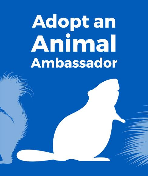 animal ambassador program