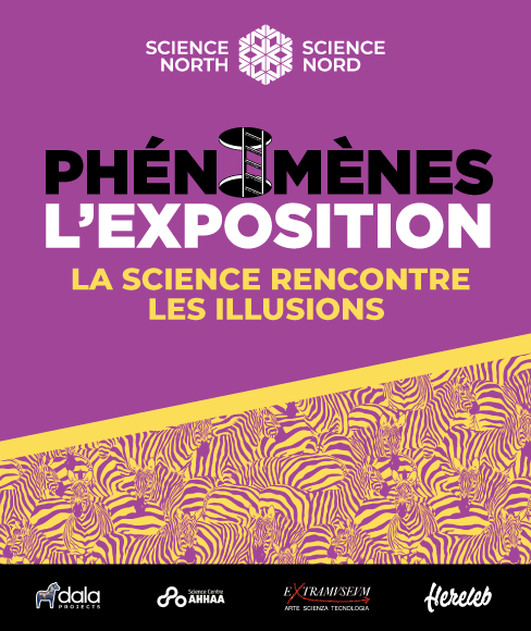 illusion d'optique en forme de zèbre sur fond violet foncé